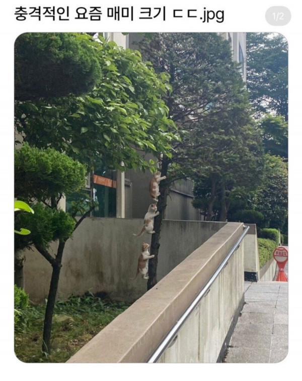 17522139922306.jpeg