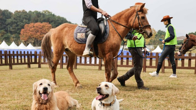 말과 함께 가을 속으로…전국 승마 체험 확대