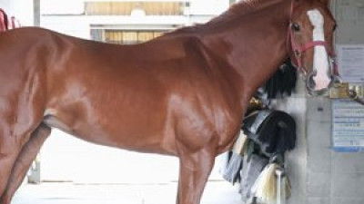 신예 국산마들의 경쟁 ‘쥬버나일 시리즈’ 두 번째 관문 개막