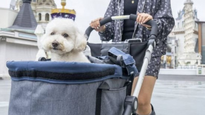 가을을 함께하개…에버랜드, 반려견과 단풍 나들이 이벤트