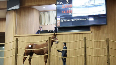 제주 첫 1세마 경매에 ‘한국형 셀렉트 경매’ 방식 최초 도입