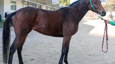 “4등급馬 단거리 최강은 나”…상위 등급 향한 폭풍질주 예고