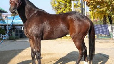 예측불가 11두 혼전…2세마 최강자 가리는 진검승부