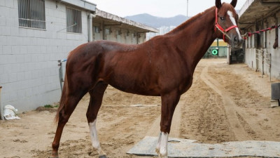 새로운 단거리 경마대회 제1회 KRA 스프린트 개최