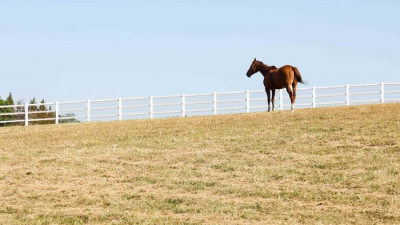 한국마사회, 은퇴경주마 복지 강화…명예경주마 4두 추가 선정
