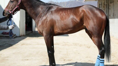 붉은 말의 해 첫 1등급 경주…원펀치드래곤 독주냐 이변이냐