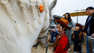 “조랑말아 나랑 놀아 조랑”…마사회, 포니 체험 재개 [한강로 사진관]
