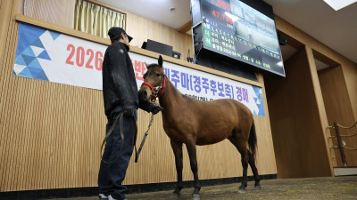 ‘5000만원’ 탕탕탕… 2026년 상반기 제주마 경매 시행